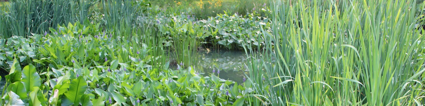 Long's Park Wetlands